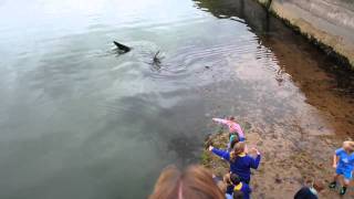 Shark in Portrush Harbour Northern Ireland [upl. by Iniffit]