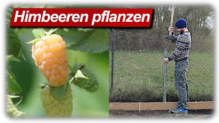 Himbeeren pflanzen Rankhilfe bauen  Beerensträucher im Garten [upl. by Adnilrem]