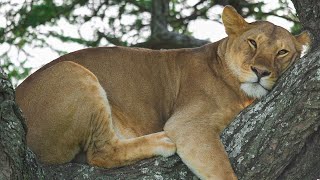 Ngorongoro Crater Live Streaming [upl. by Asiuol]