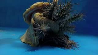 Pacific triton hunts and eats crownofthorns starfish [upl. by Anirahs]