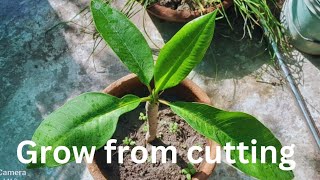 how to successful cuttings of plumeria plant gardening [upl. by Stavro182]