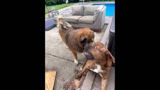 Tibetan mastiff and Bandogge￼ both around a year old monsters [upl. by Leuams]