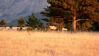 HUGE Montana Bull Elk in 2009 Archery Season 2 [upl. by Ayaros]