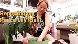 How do I revive my Peace Lily plant [upl. by Neal732]