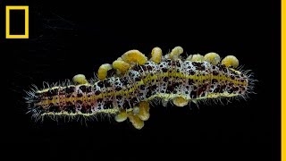 Estas LARVAS de AVISPA se comen una ORUGA VIVA para salir de ELLA  National Geographic en Español [upl. by Gustav808]