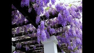 Planting Wisteria how to grow [upl. by Yole801]