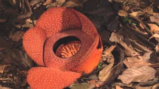 Rafflesia flower opening [upl. by Yram]