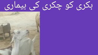 Gid disease in goat l sheep l chakri ki beemari l Dr Shahzad Drishak [upl. by Wolram]