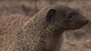 Pythons amp Mongoose – Zimbali Nature Documentary [upl. by Adnawat]