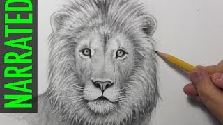 How to Draw a Lion Narrated Step by Step [upl. by Eibrik357]