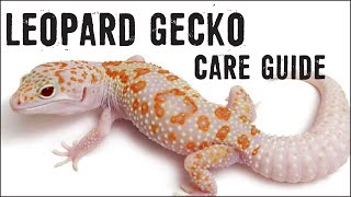 LEOPARD GECKOS Care Guide for Beginners [upl. by Johiah]