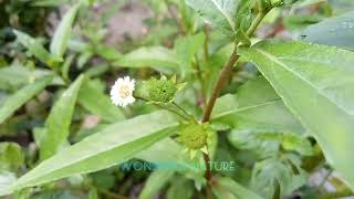 bhringraj Eclipta prostrata false daisy yerba de tago  കയ്യൂന്നി [upl. by Lonna]