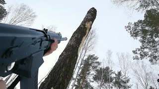 Cutting down a tree with an AK Saiga 12 shotgun  Easy [upl. by Driscoll]