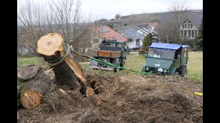 Kirschbaum umlegen mit Unimog 411 und 421 [upl. by Rowe14]