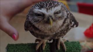 Cutest owl ever northern saw whet owl muted [upl. by Erfert355]