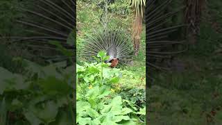 Peacock Dance Courtship Ritual Video  Beautiful BlueGreen Tail Feather Plumage with Natural Sound [upl. by Lleraj511]