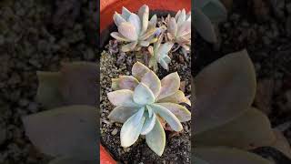 Graptosedum Darley Sunshine Hybrid Succulent [upl. by Dona]