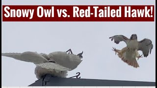 Snowy Owl vs Red Tailed Hawk [upl. by Watters]