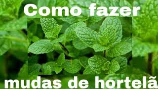 APRENDA A FAZER MUDA DE HORTELÃ 🌿🌿🌿🌿🌿🌿 [upl. by Flosser]