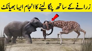 Jungle Janwaron Ki KHofnaak Laraiyan  Strongest Animals In The World [upl. by Corney]