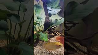 My Tank Mates Aquarium fishaquarium aquarium fish [upl. by Favian26]