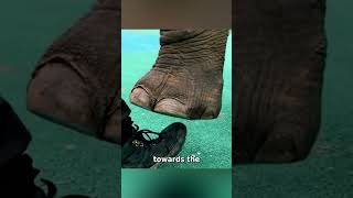 Do You Know How Powerful An Elephants Foot Can Be [upl. by Lareena]