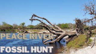 Peace River Fossil Hunt [upl. by Brian]