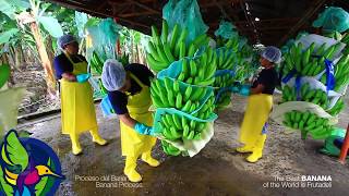 Proceso del Banano en Ecuador  Banana Process in Ecuador [upl. by Lipman]