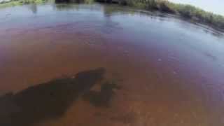 Massive crocodile seen in the Okavango Delta [upl. by Rania]