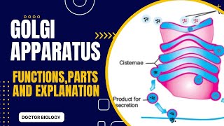 Golgi Apparatus or Golgi complex in urdu hindi and English Golgi vesicles [upl. by Martres446]