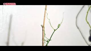 Biology  3Sec pulling movement in the tendrils of climbing plants [upl. by Ecienaj]