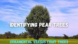 Identifying Pear Trees  Ornamental Versus Fruit Trees [upl. by Selyn]