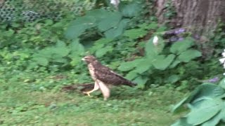 Red tailed Hawk walking on ground hunting for prey [upl. by Helban344]