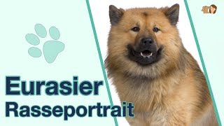 Eurasier im Rasseportrait Alles über diese familienfreundliche Hunderasse [upl. by Byrle]