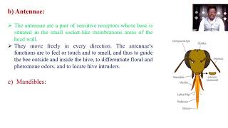 Module 02  Morphology and anatomy of honey bee [upl. by Anihc]