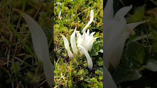 Clavaria White Spindles [upl. by Vtarj]