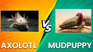 Axolotl vs Mudpuppy How Do They Compare [upl. by Lalage]