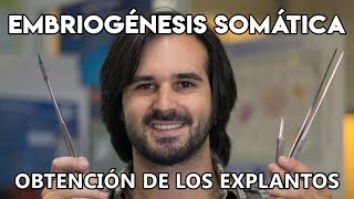 La embriogénesis somática en la vid II  Obtención de los explantos [upl. by Thacher893]