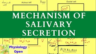 Salivary secretion and saliva function  Gastrointestinal physiology  Digestive system [upl. by Ttenaj477]