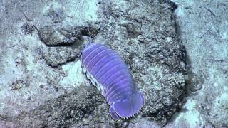 Giant Purple Isopod  Nautilus Live [upl. by Adnirod]