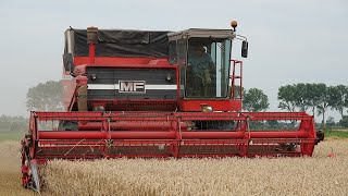 Massey Ferguson 760  Prairie Queen in the Dutch polder  Classic wheat harvest  Perkins V8 [upl. by Omik]