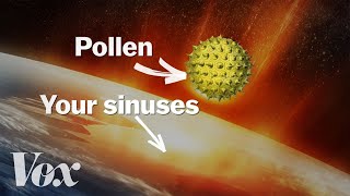 Why your allergies get worse every year [upl. by Ahtnammas958]