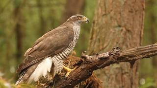 Madárhangok HéjaAccipiter gentilisGoshawk [upl. by Church749]