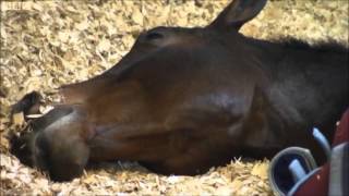 Carl Hester and Charlotte Dujardin on BBC [upl. by Leuqar]