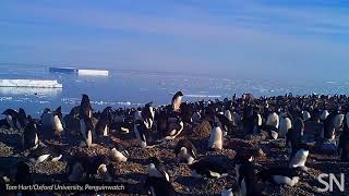 Poopencrusted rocks reveal penguin supercolony in Antarctica  Science News [upl. by Gareri]