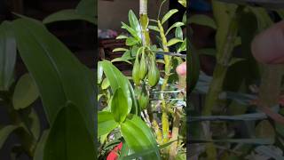 Best tips propagation dendrobium plant from fruit and cutting branches short plant orchid [upl. by Munson]