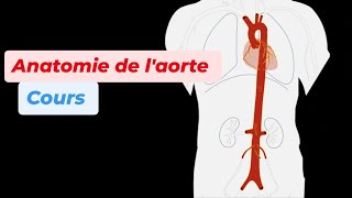 ANATOMIE DE LAORTE [upl. by Sukramed]