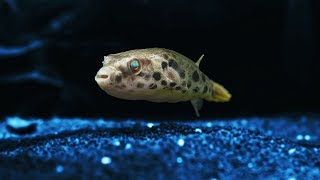 Aquarium Fisch Unboxing  LEOPARDKUGELFISCH EDITION 🐡 [upl. by Olrac]