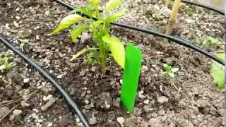 Jesse Explains Gravity Fed Drip Irrigation Inline Emitters [upl. by Alabaster]