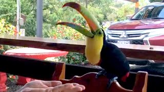 A KeelBilled Toucan Joins Us for Lunch in Costa Rica [upl. by Oag960]